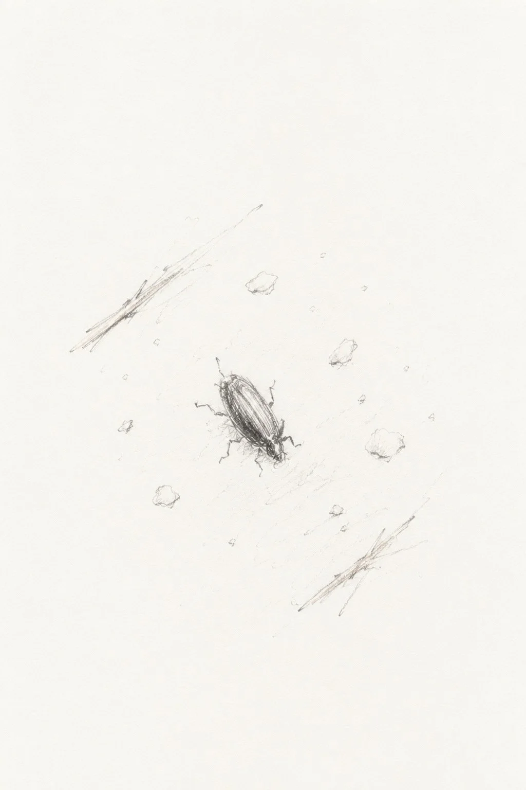 Ground Beetle - active hunters, feeding on slugs and other garden pests. They are an important ally for gardeners.