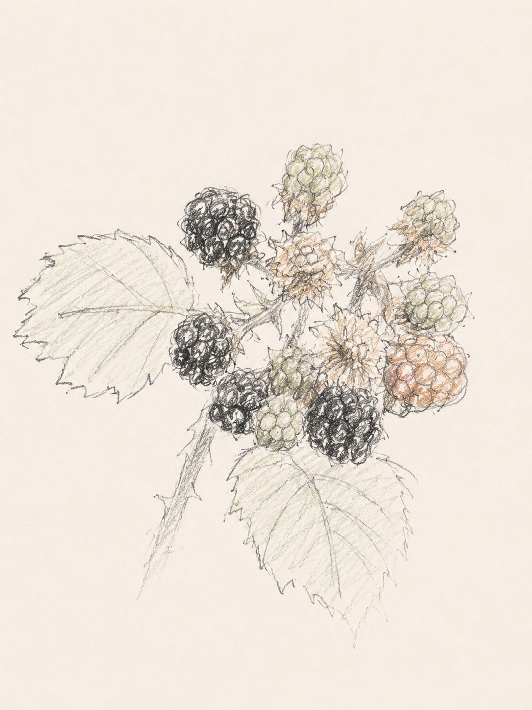 Blackberry - every blackberry picked on a walk seems destined for a crumble. Somehow, the first ones always taste the best. 