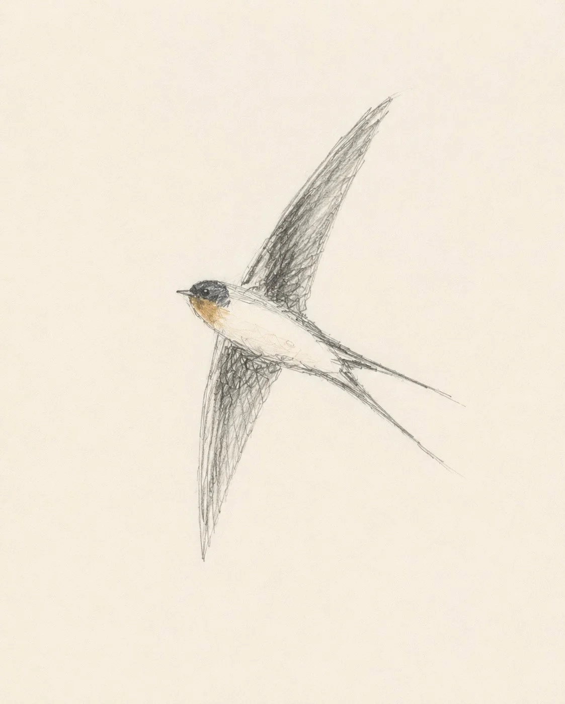 Swallows - these birds spend just a few months with us before flying thousands of miles to Southern Africa for the winter. 