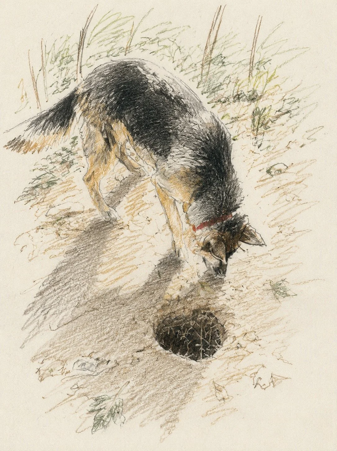Who Lives in a Hole Like This?

Vera stopped suddenly, her nose hovering over a neat, dark opening in the path. Whoever lived below was sensibly keeping quiet, although Vera was prepared to wait. Sometimes the most interesting discoveries are the one