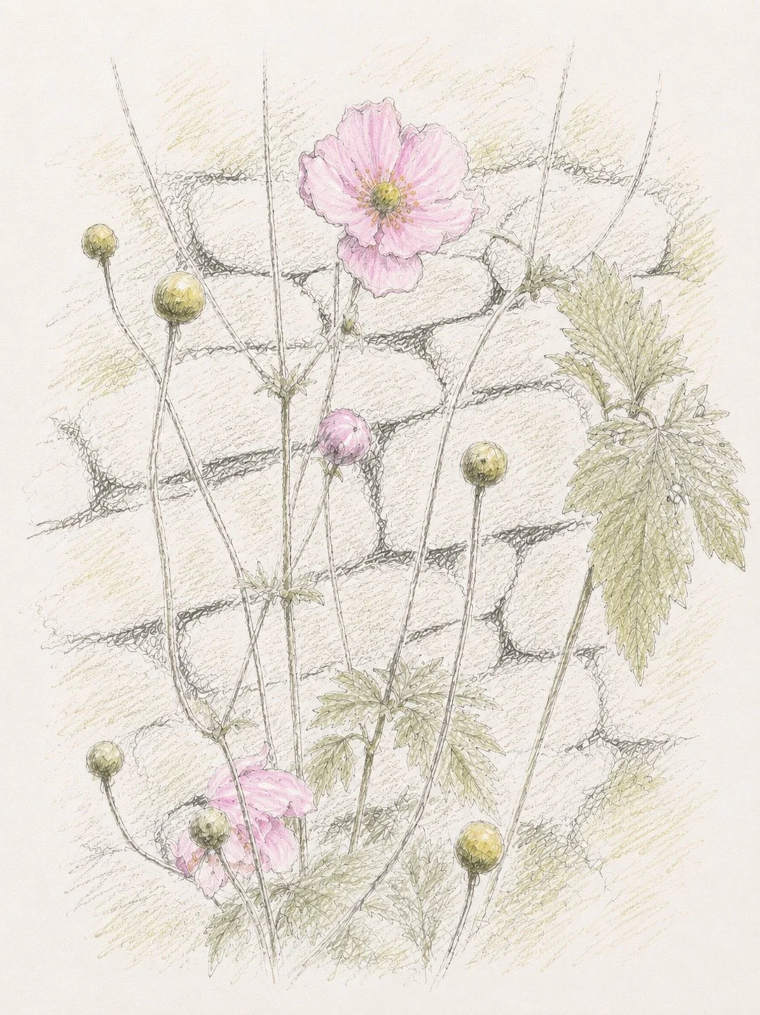 Japanese Anemone - despite the name, the plant reached Britain from China. They flower late in the year, bringing colour to gardens long after many other plants have faded. 