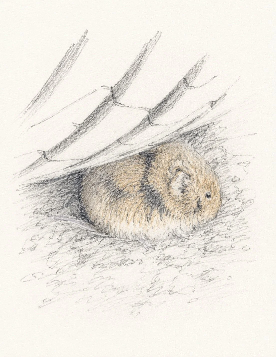 Most of the meadows's wildlife remains hidden. Only occasionally does a field vole pause long enough to be noticed.