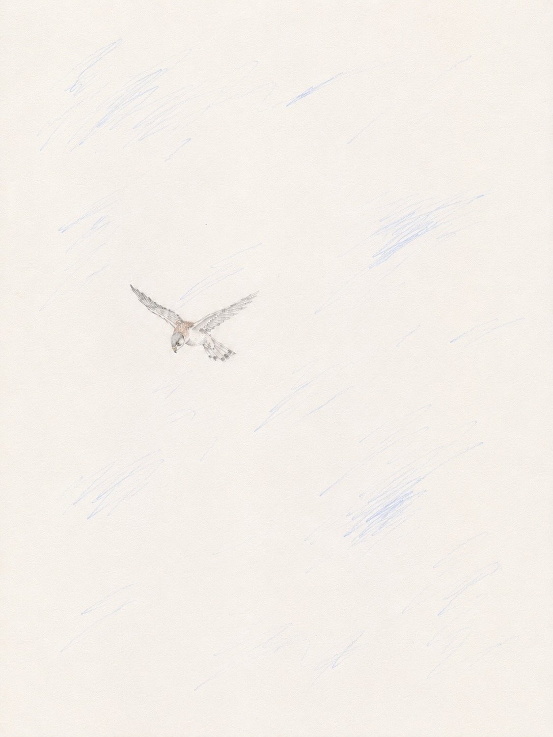 Kestrel - one of those moments when movement catches your eye before you realise a kestrel is hanging on the wind. 