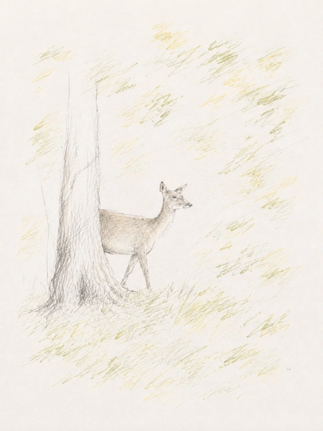 Roe Deer - seeing a roe deer is becoming less unusual then it once was. New woodland, hedgerows and changes in farming have helped their numbers increase. 