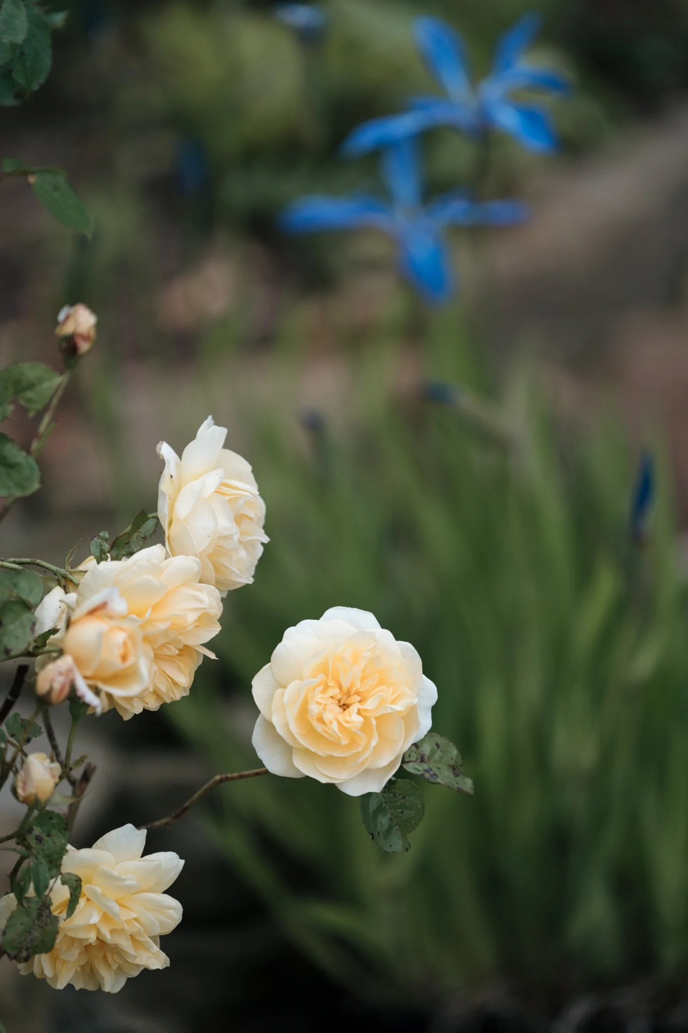 garden wedding -39.jpg