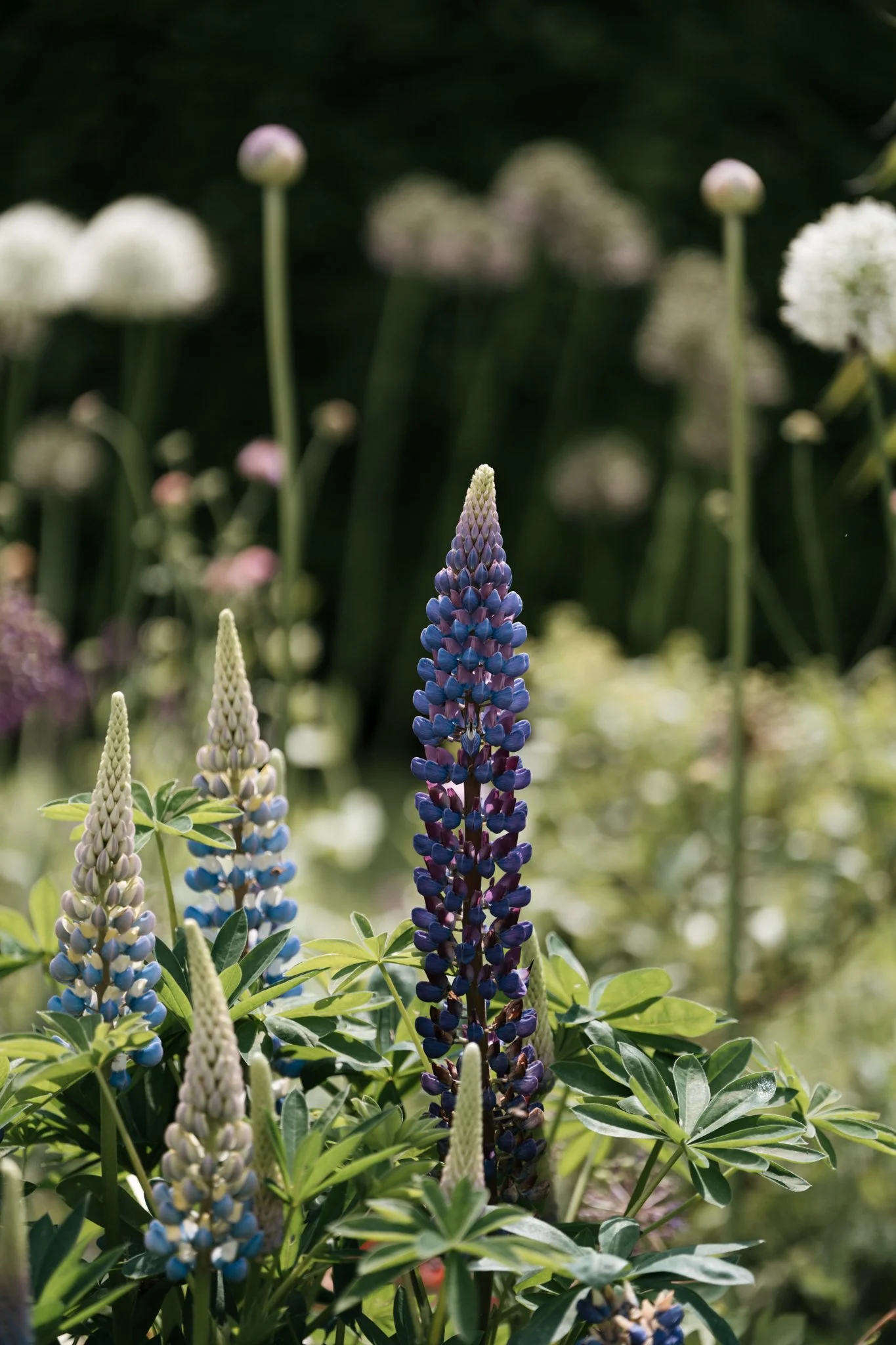 garden wedding -03.jpg