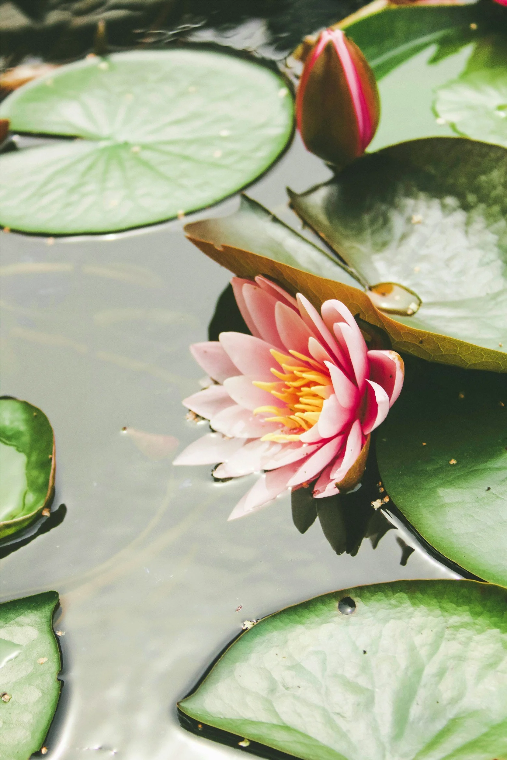 Pink water lily flower with yellow stamens surrounded by green lily pads on a pond.