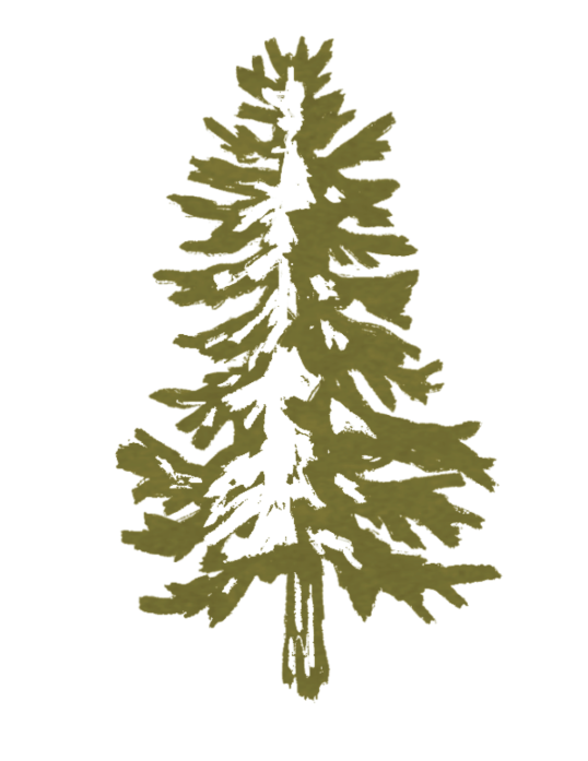 Illustration of a pine tree with green foliage and brown trunk.