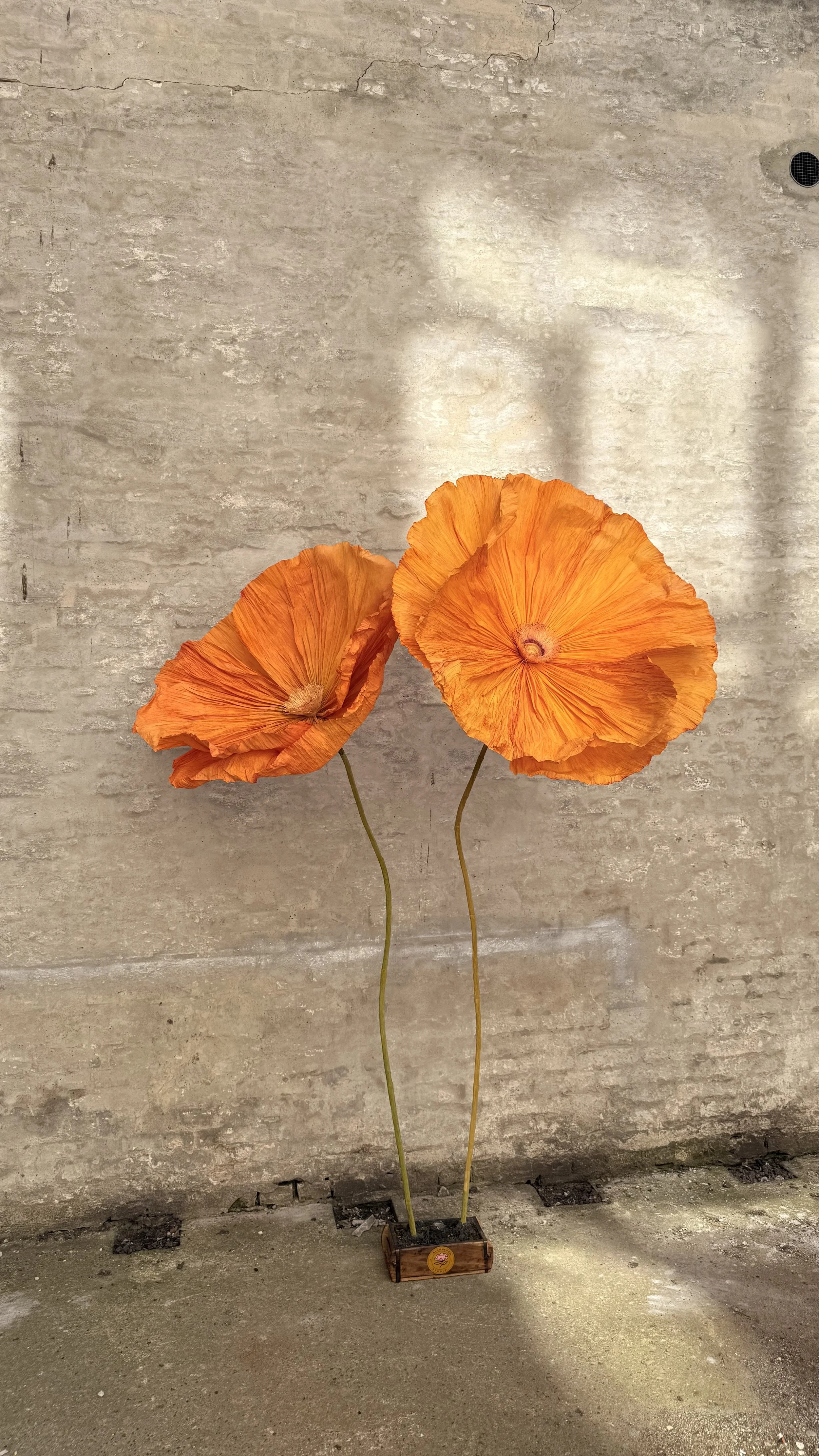 Two orange giant paper poppies in a small wooden planter against a gray concrete wall.