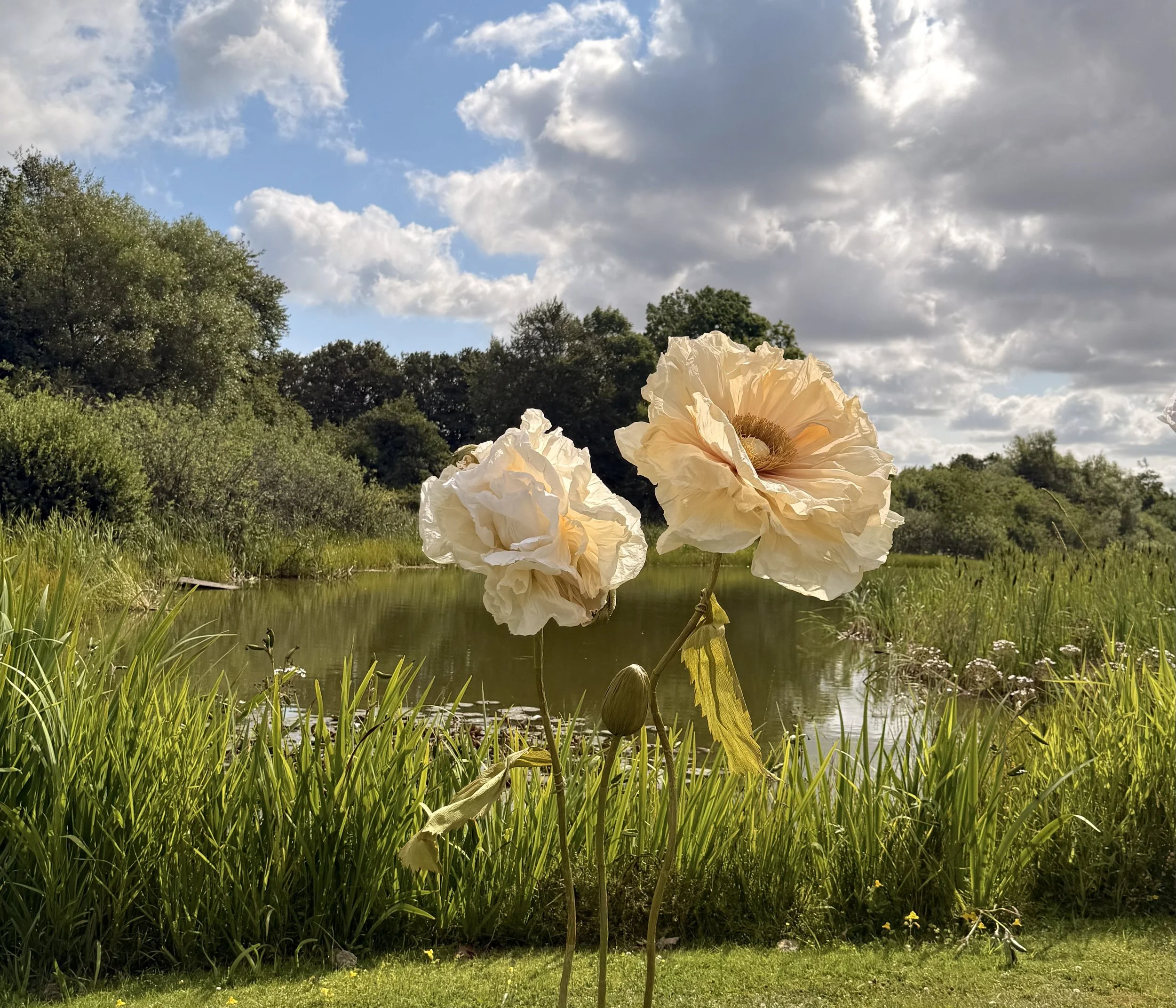 A large cream-colored flower with ruffled petals blooming near a small pond, with green grass and trees in the background under a partly cloudy sky.