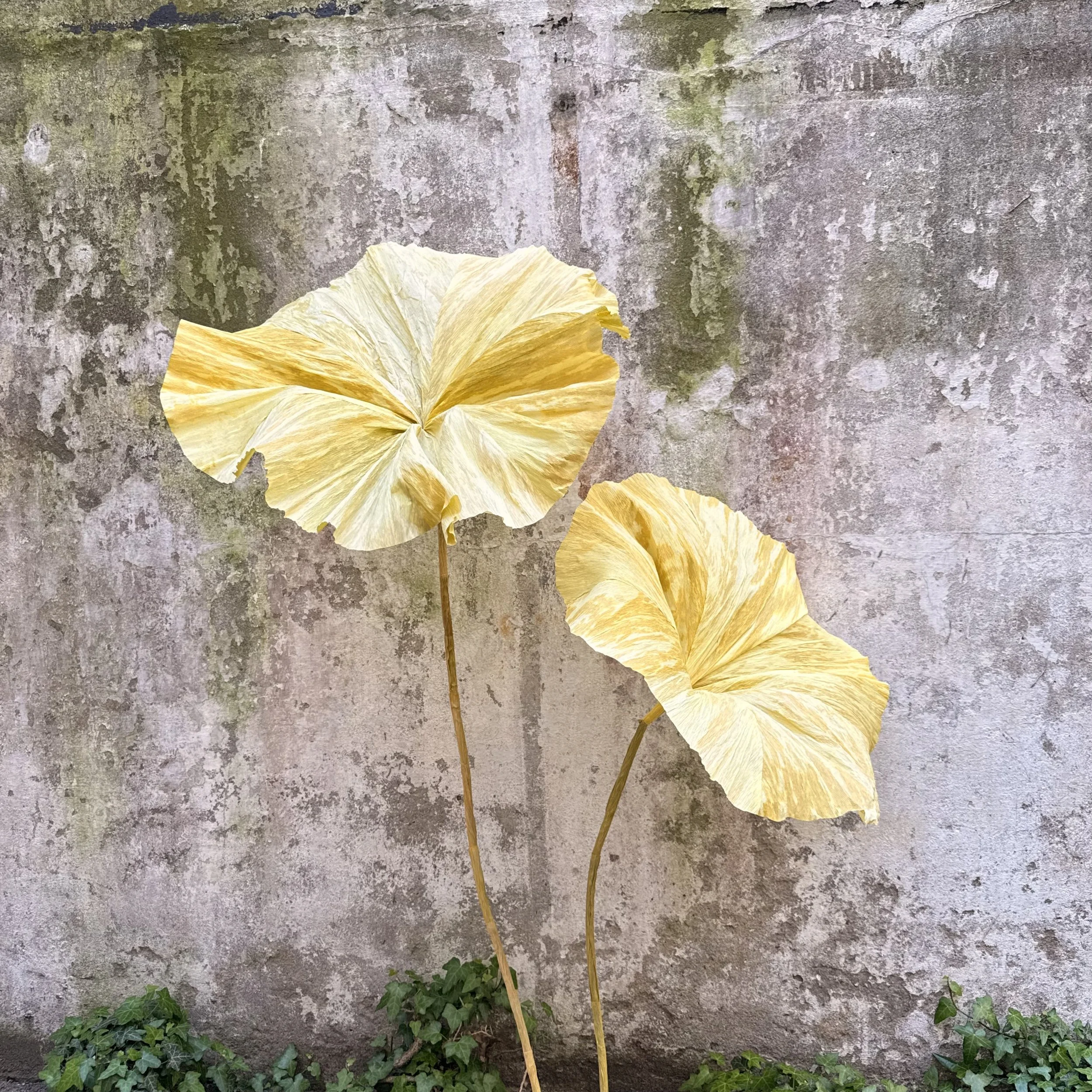 Yellow fall leaves attached to thin stems leaning against a weathered concrete wall with patches of green moss and some green ivy at the bottom.