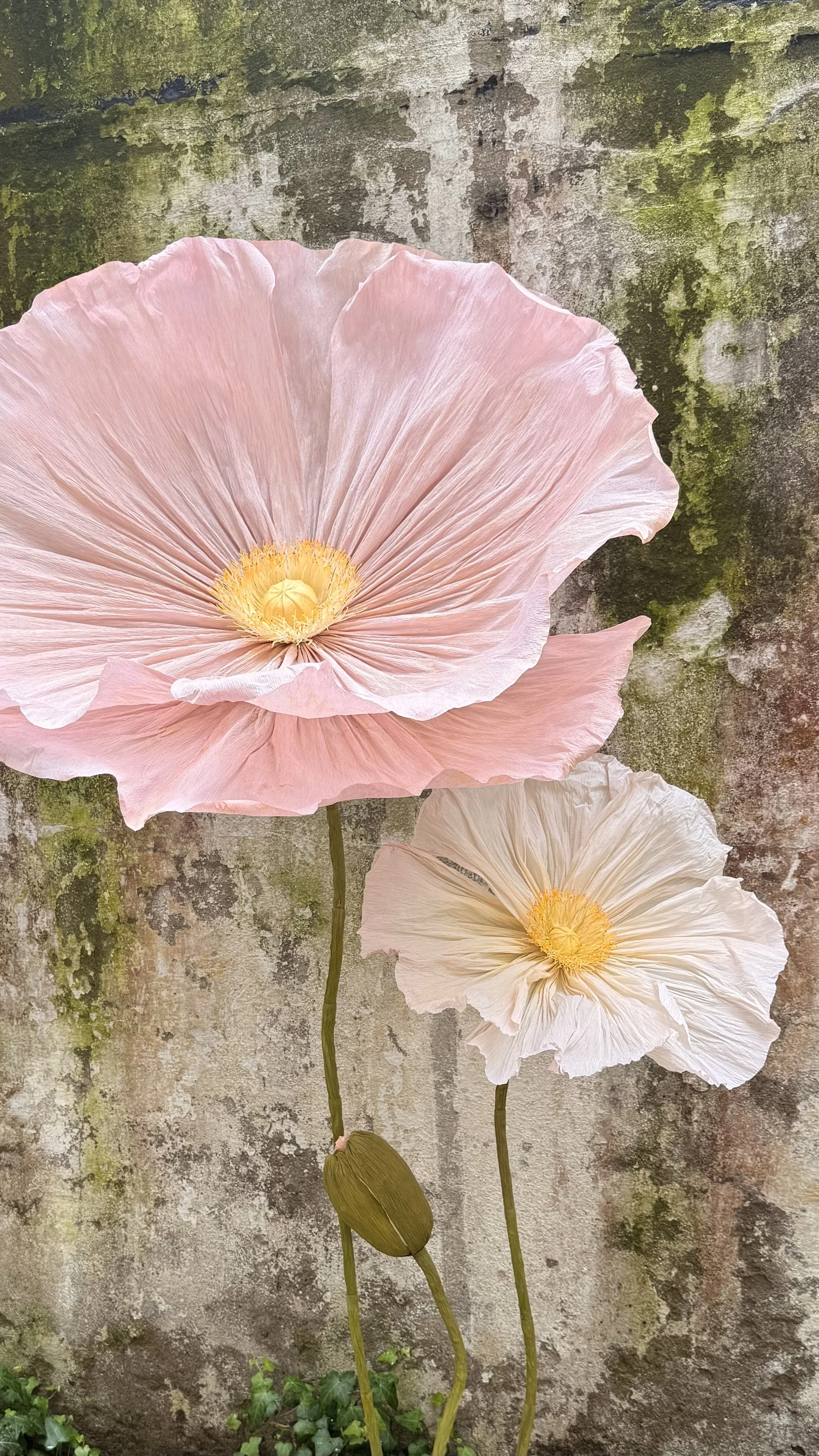 Close-up of two large, pale pink and white poppy flowers with yellow centers, against a weathered moss-covered wall.