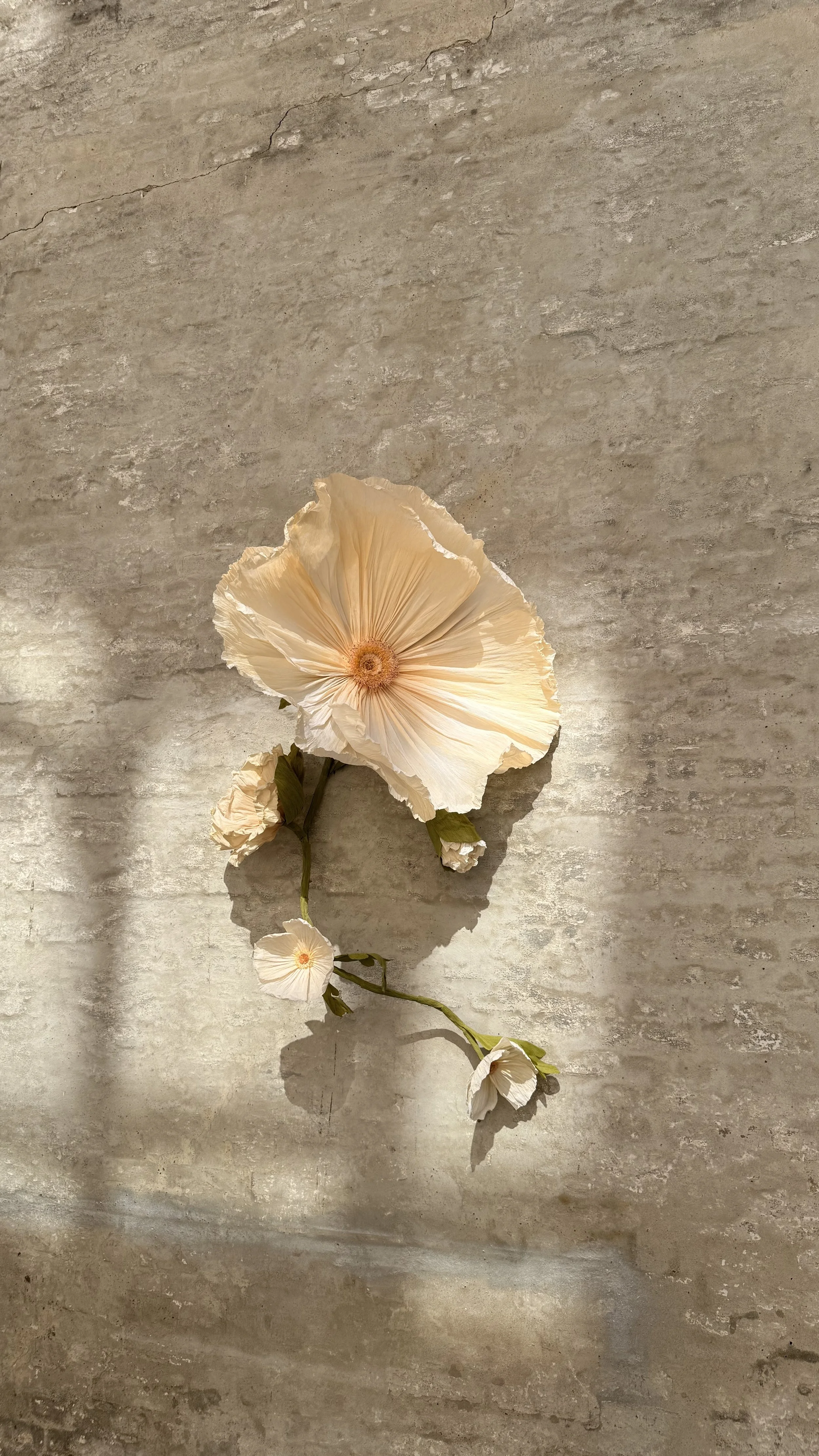 A dried, pale peach-colored flower with a large central bloom and smaller buds on a light gray textured surface.