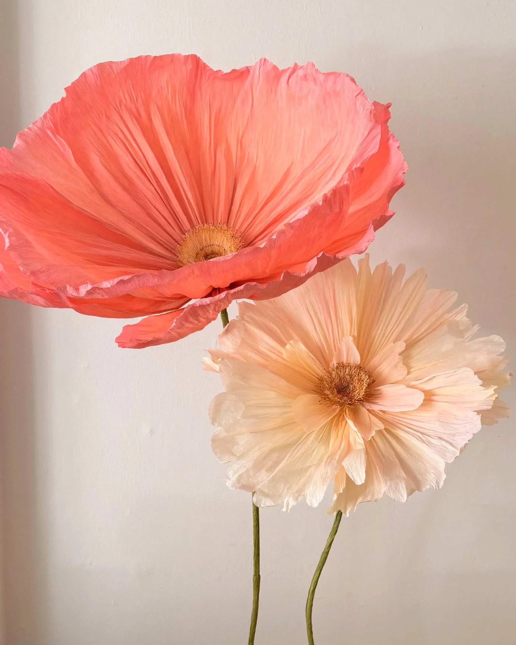 Two delicate pink and cream poppy flowers with ruffled petals and prominent centers against a neutral background.