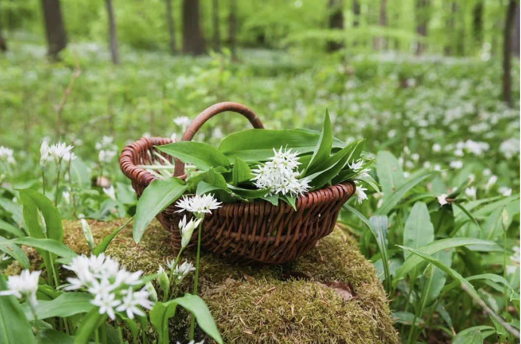 Wild About Wild Garlic!