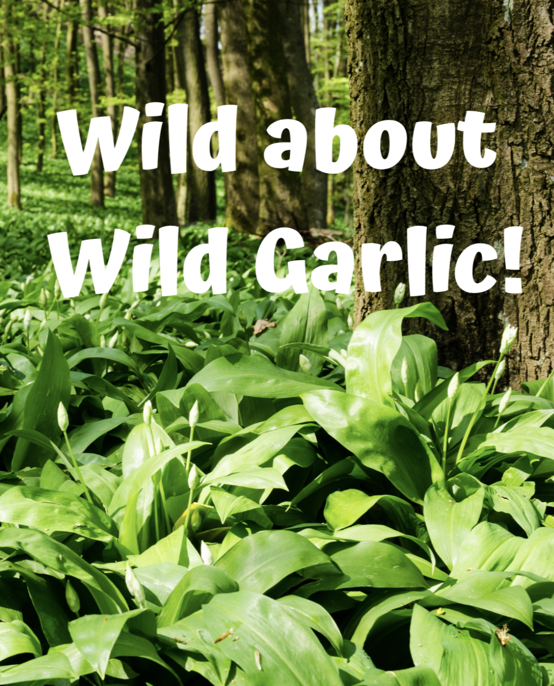 Wild about Wild Garlic!