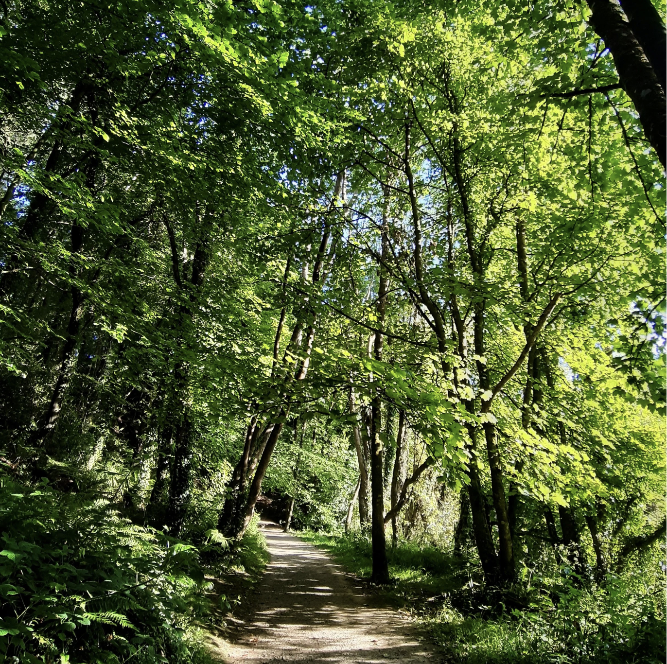 A forest trail surrounded by dense trees with green leaves. Sunlight filters through the foliage, lighting the dirt path.