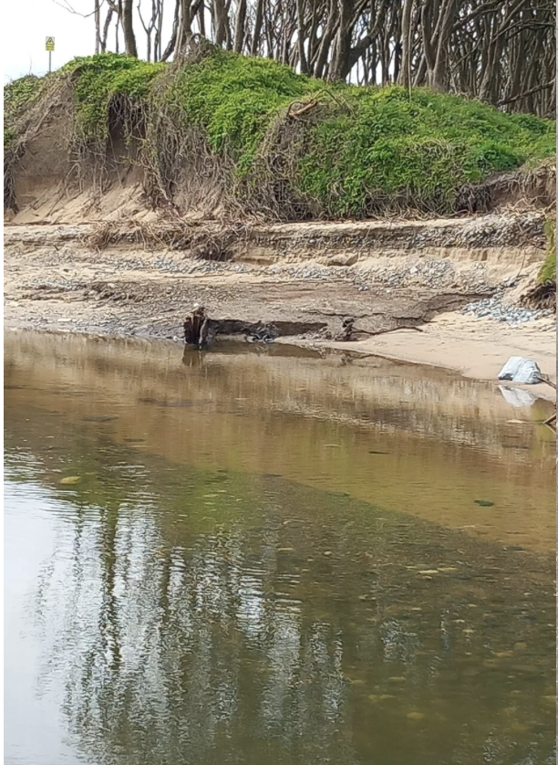 A riverbank with exposed soil and a small strip of sandy beach, lined with leafless trees in the background and some green moss or grass on the upper bank.