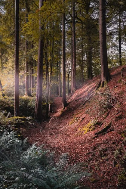 Sunlight filters through tall trees onto a wooded forest floor with a sloped hill covered in moss and small plants.