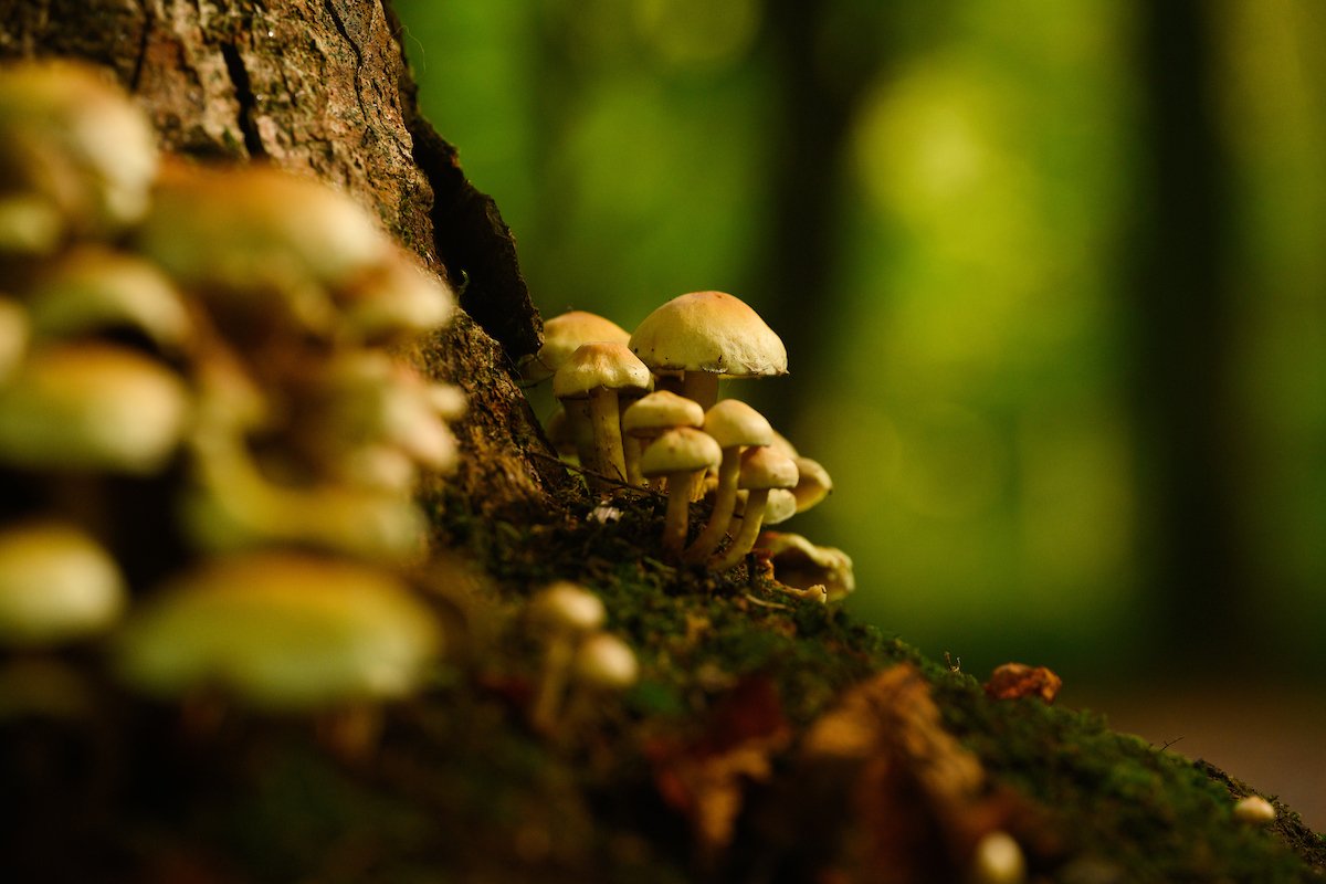 Cluster of mushrooms growing on a mossy fallen tree in a forest.