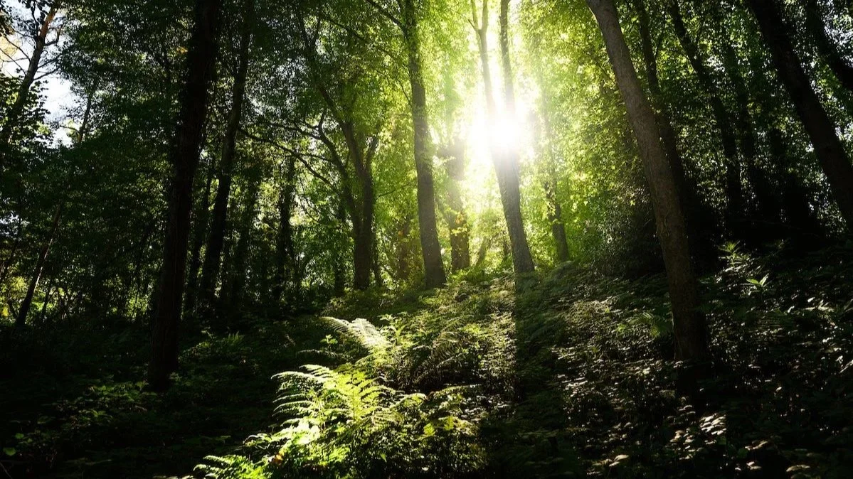 Sunlight filtering through a dense green forest canopy with ferns and trees on the forest floor.