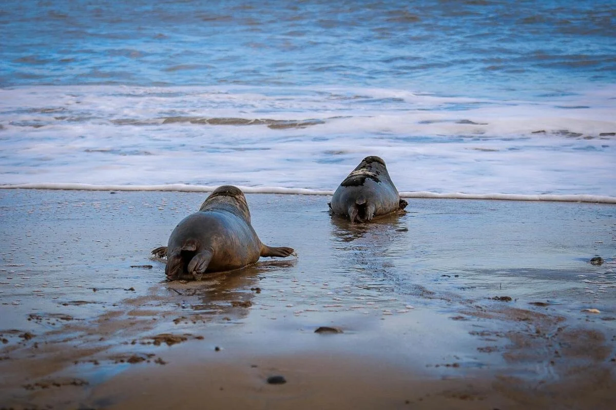 Two seals lying on the beach near the water shoreline with waves in the background.