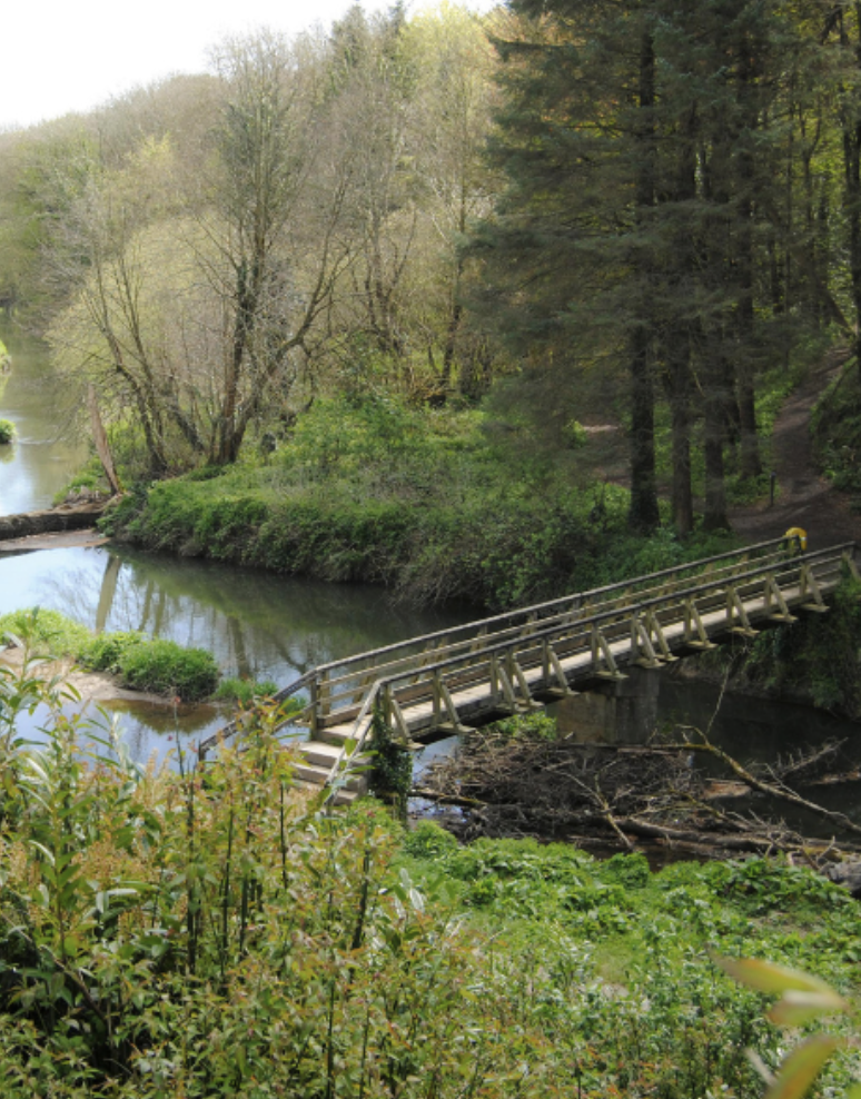 A wooden bridge crossing over a small river in a lush forest with trees and greenery.