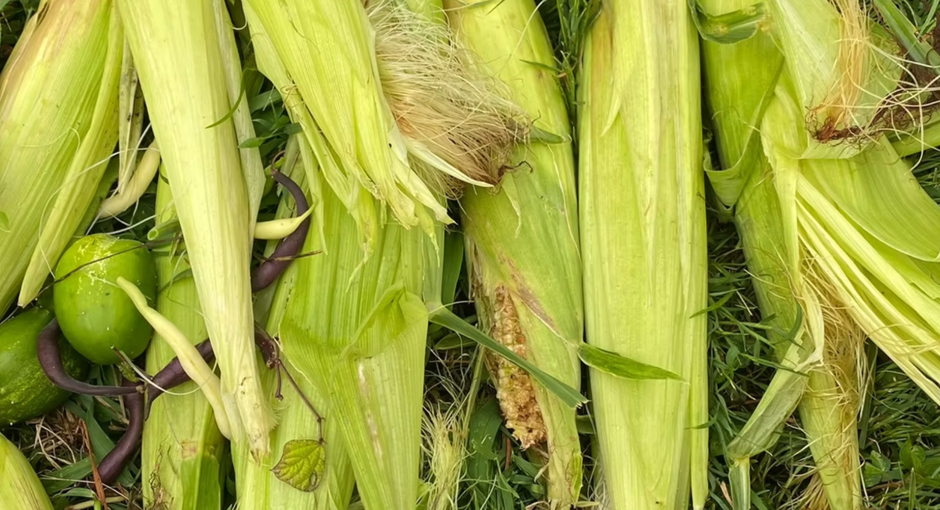 Close up shot of corn stalks, green tomatoes, and twisting beans in a garden.