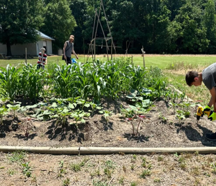 People working in a vegetable garden with tall corn plants, a boy in the foreground using a power tool, and others in the background.