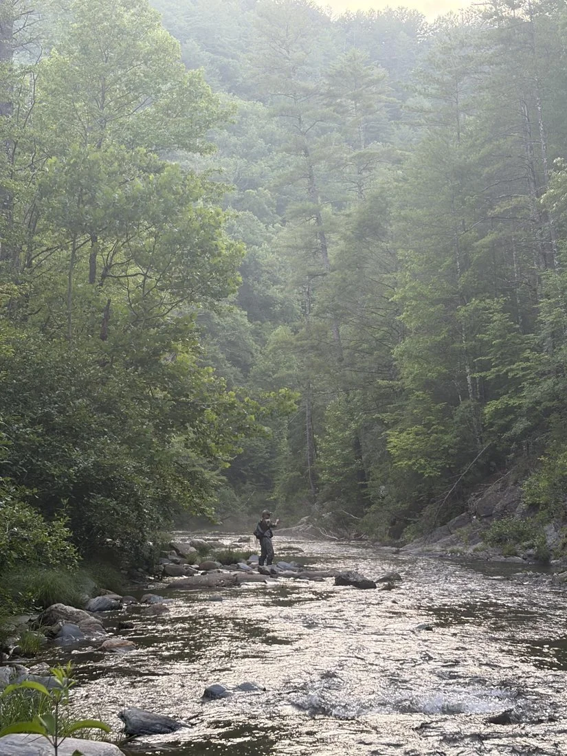 Sunlight filtering through a green hardwood forest canopy beside an East Tennessee mountain trout stream.