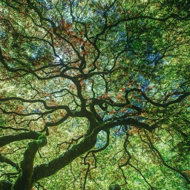 Remembering the Medicine Beneath Our Feet