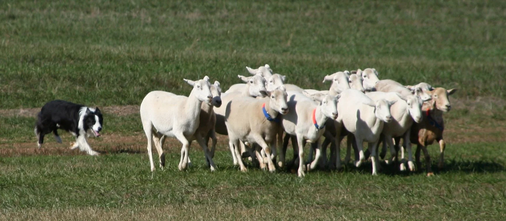 A border collie herding a large group of sheep over a grassy field.