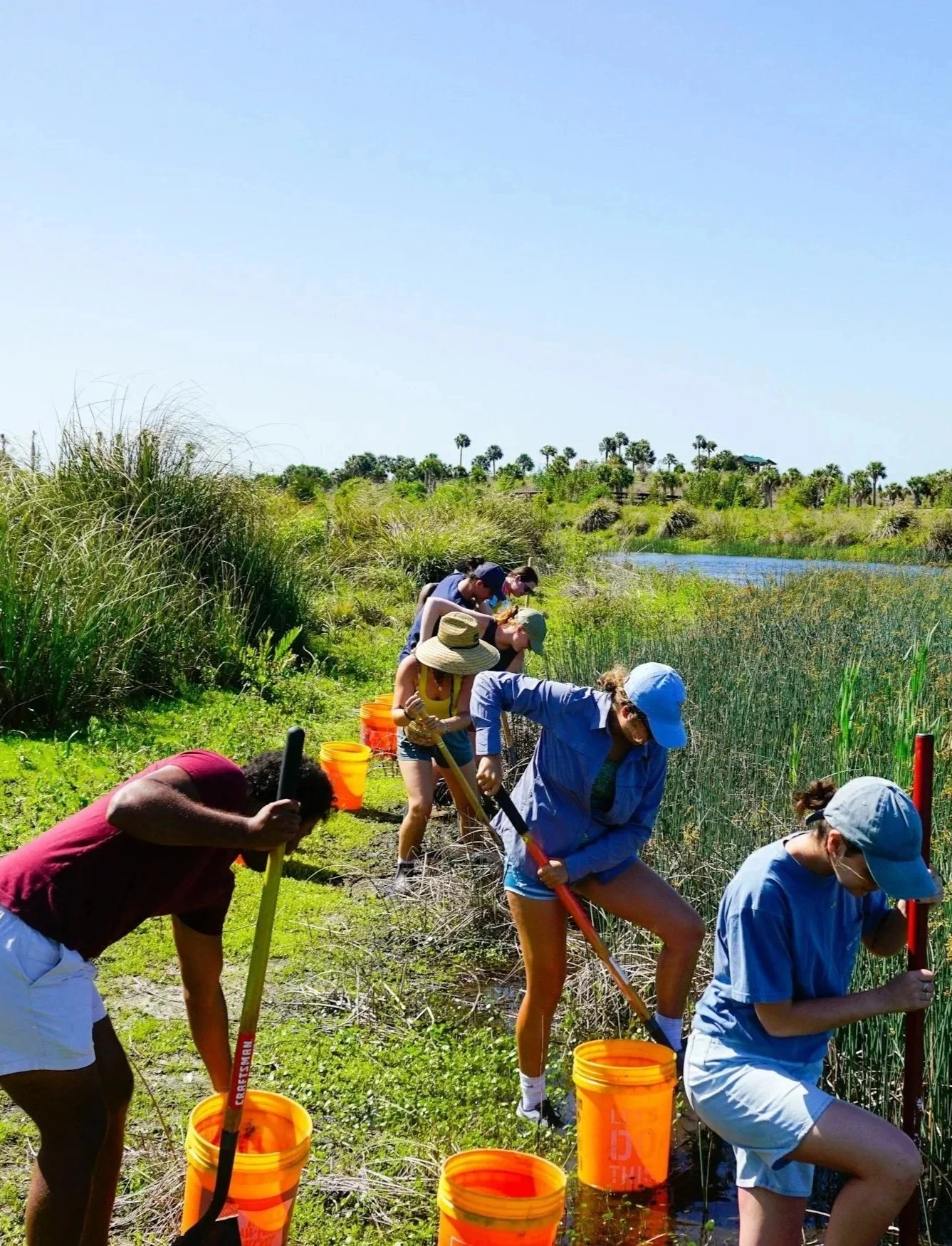 Group of people working together on a marsh or wetland area, using shovels and buckets, with tall grasses, a body of water, and trees in the background under a clear blue sky.
