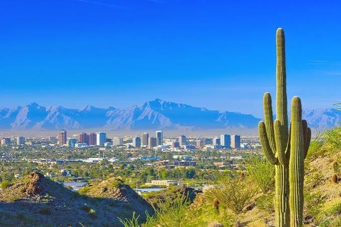 Cactus in the foreground overlooking a cityscape with mountains in the background under a clear blue sky.