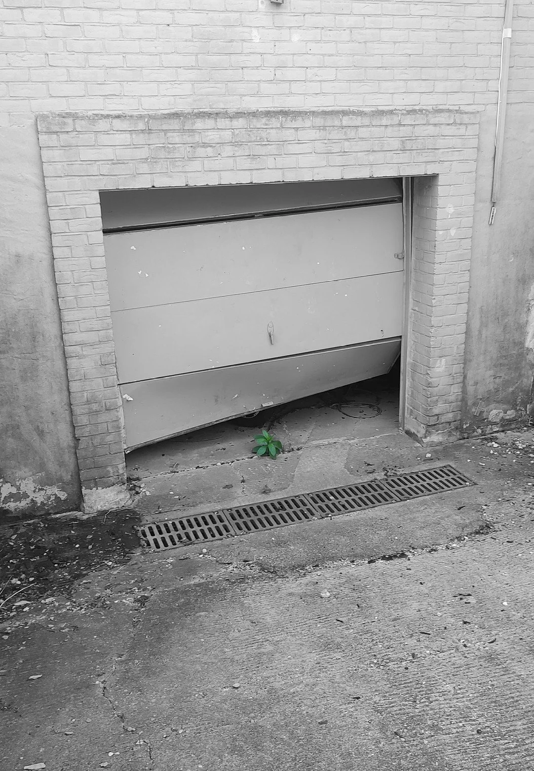 A partially opened garage door set in a brick wall, with a small green plant growing at the base and a drain grate on the cracked concrete ground.