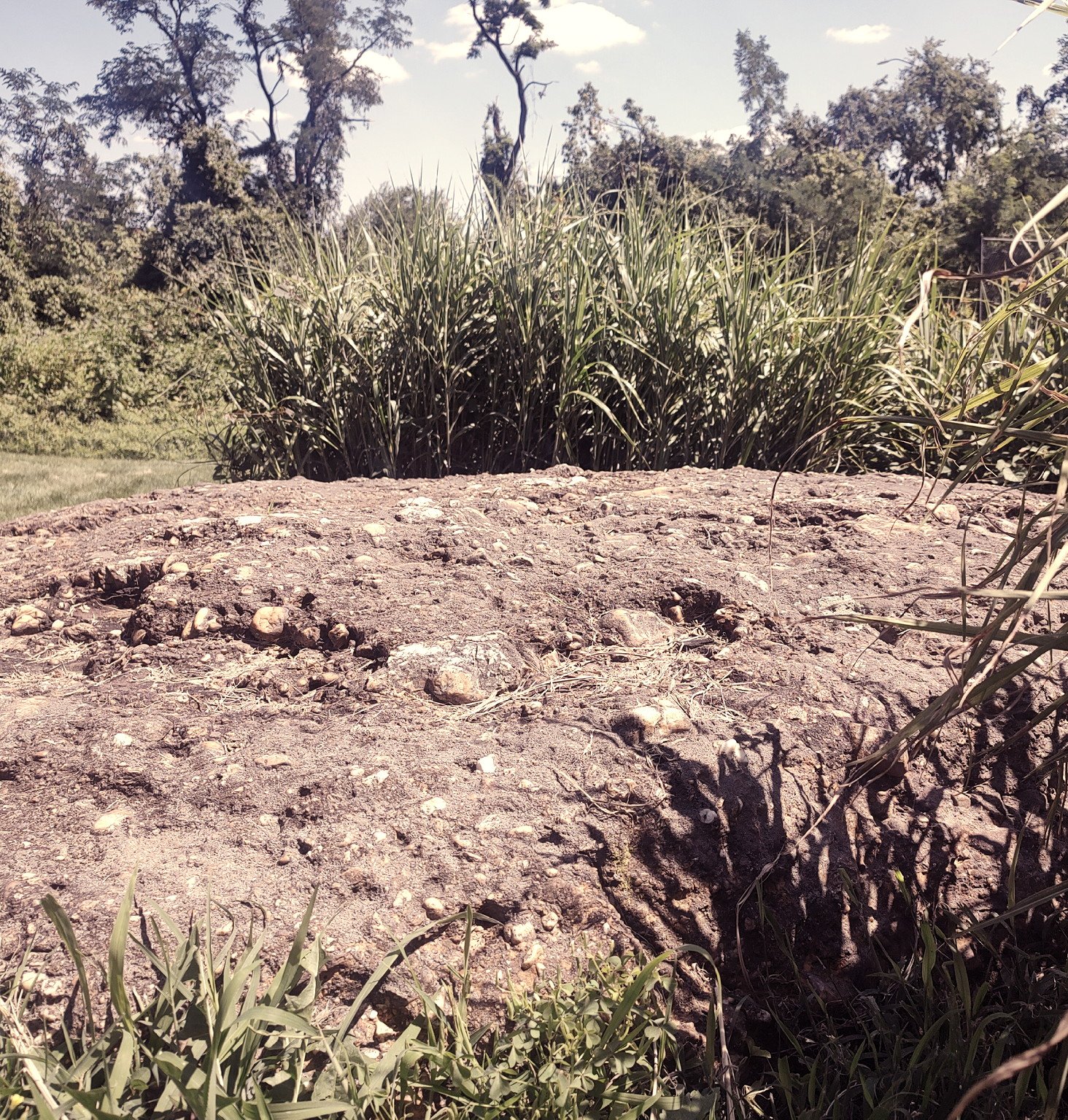 Close-up of a large, flat rock with small pebbles and cracks, surrounded by grass and plants, with tall bushes and trees in the background under a clear sky.
