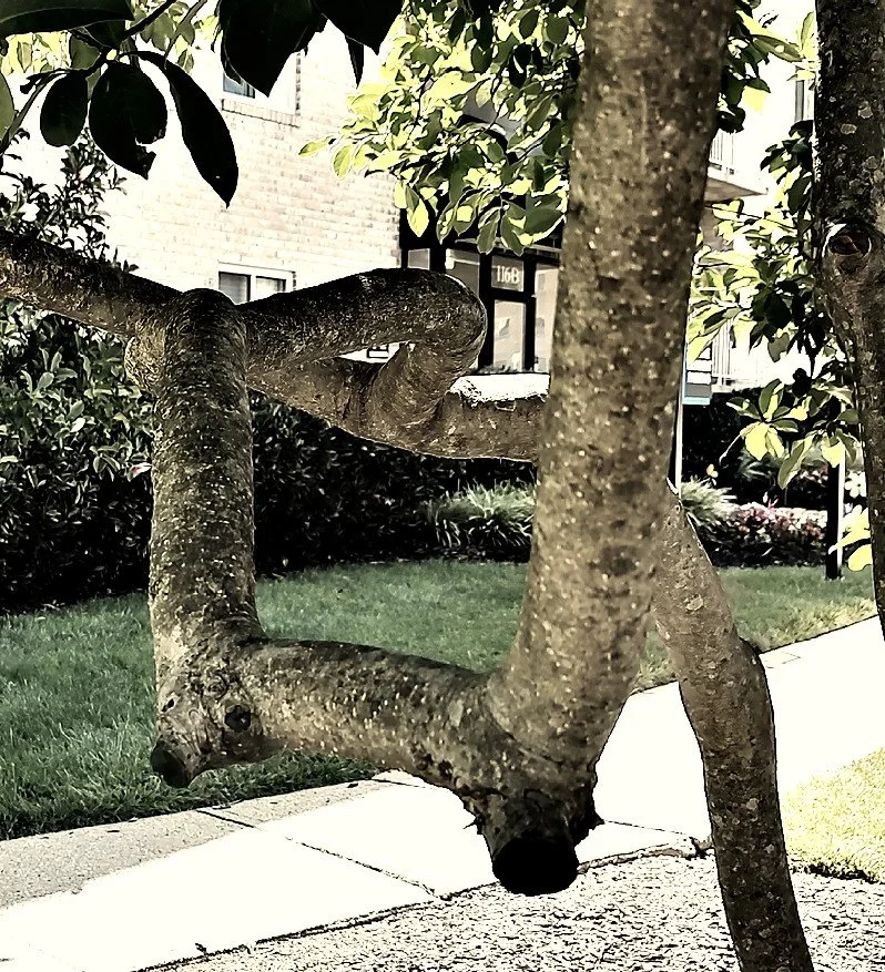 Close-up of a tree with twisted branches in a residential yard with grass, plants, and a building in the background.