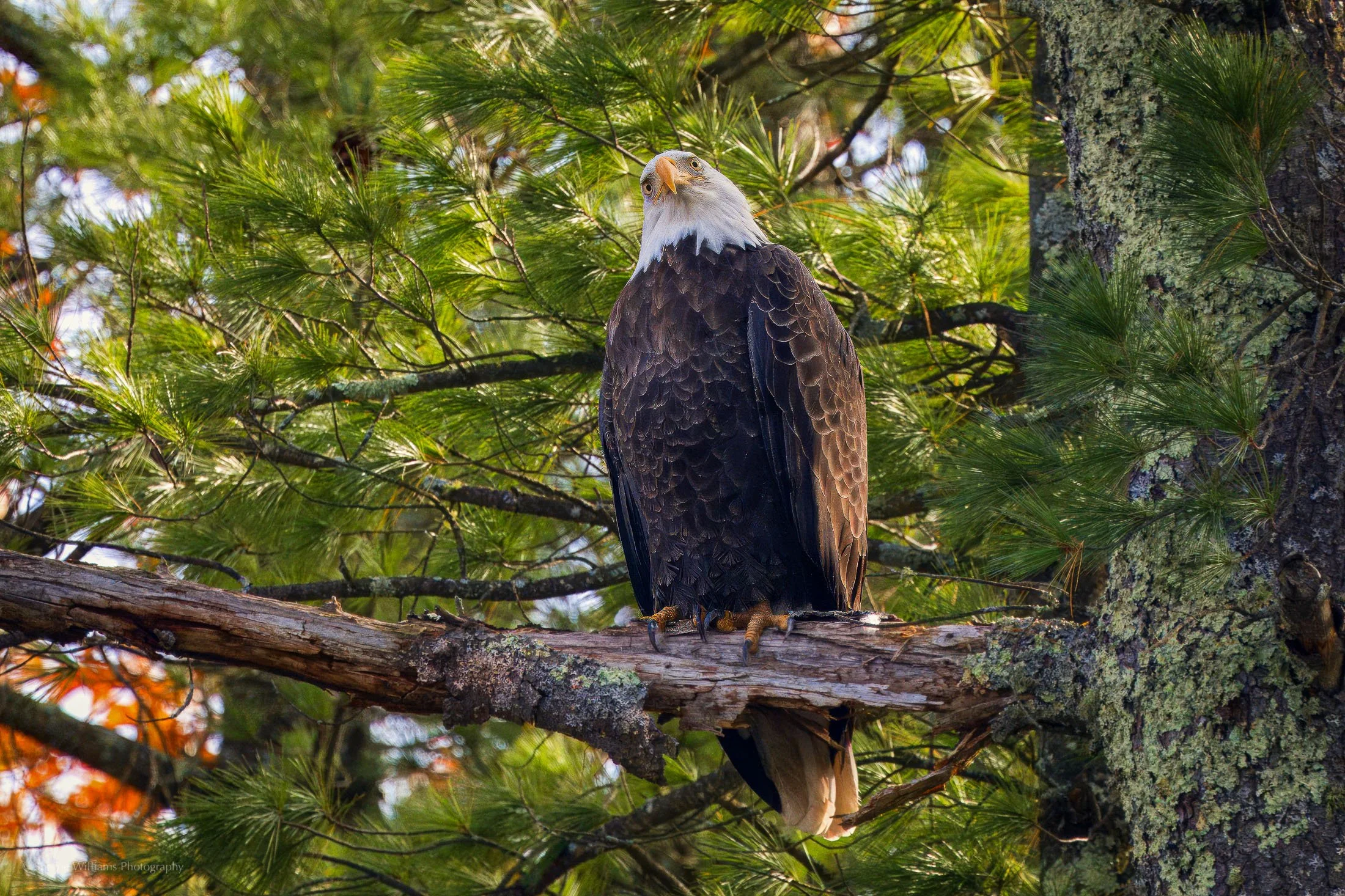 SHERRIE WILLIAMS PHOTOGRAPHY_WEB-05.jpg