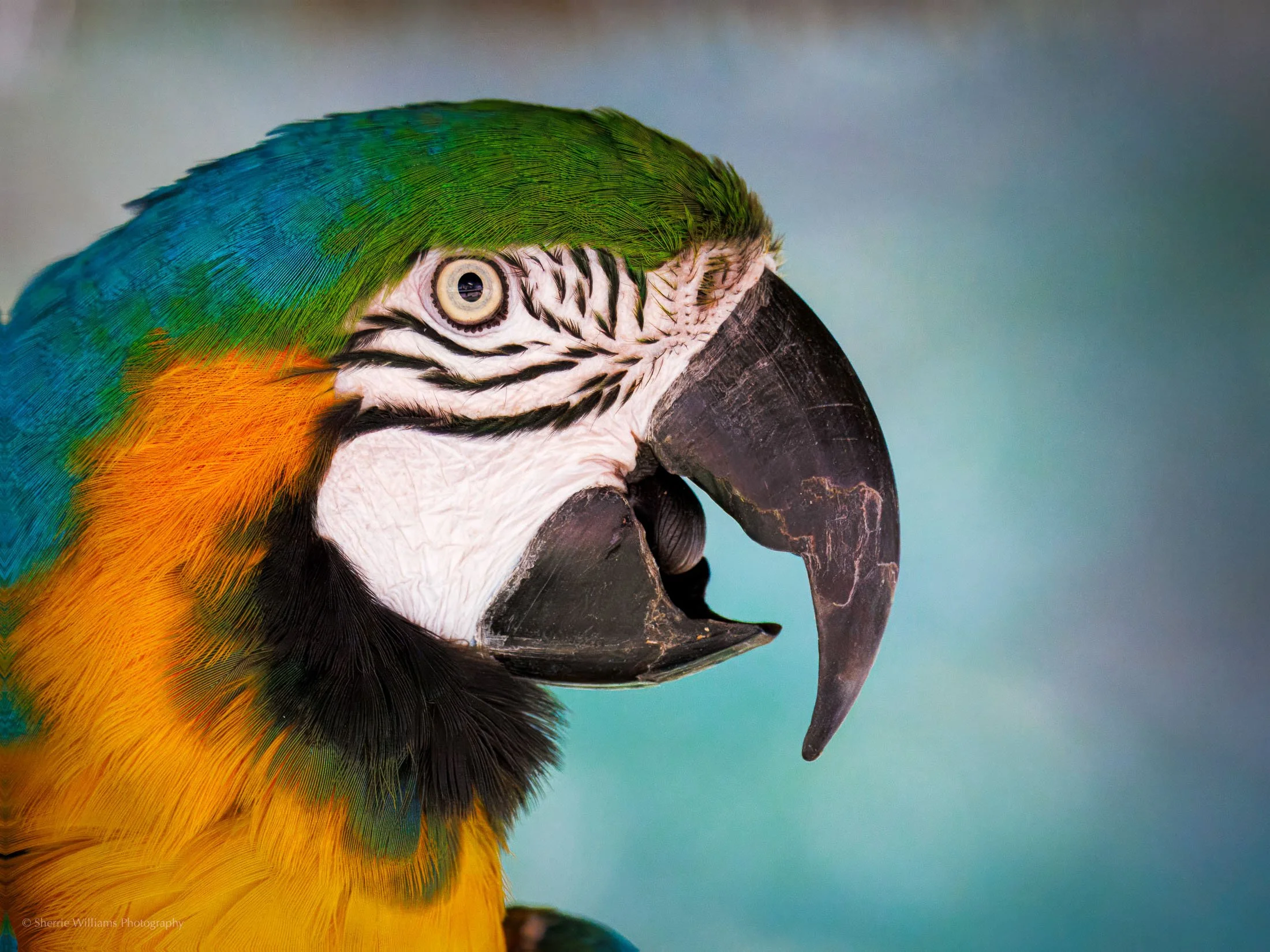 SHERRIE WILLIAMS PHOTOGRAPHY_WEB-09.jpg