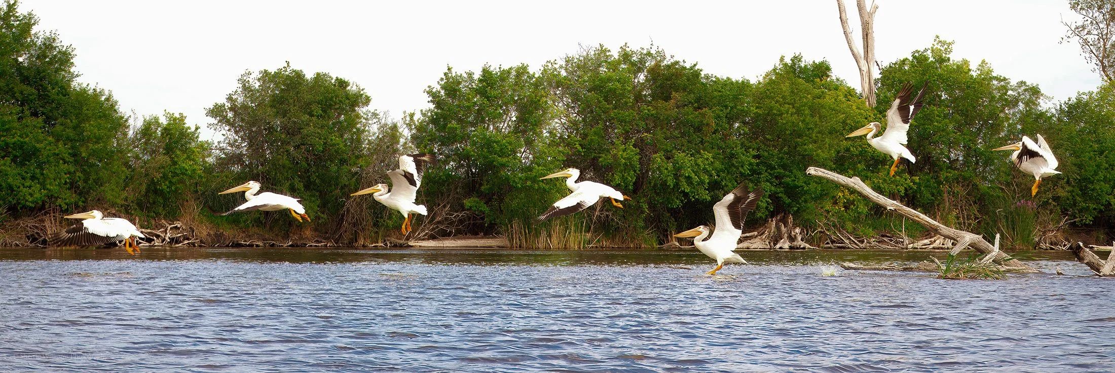 Pelicans SWP- Web -65.jpg