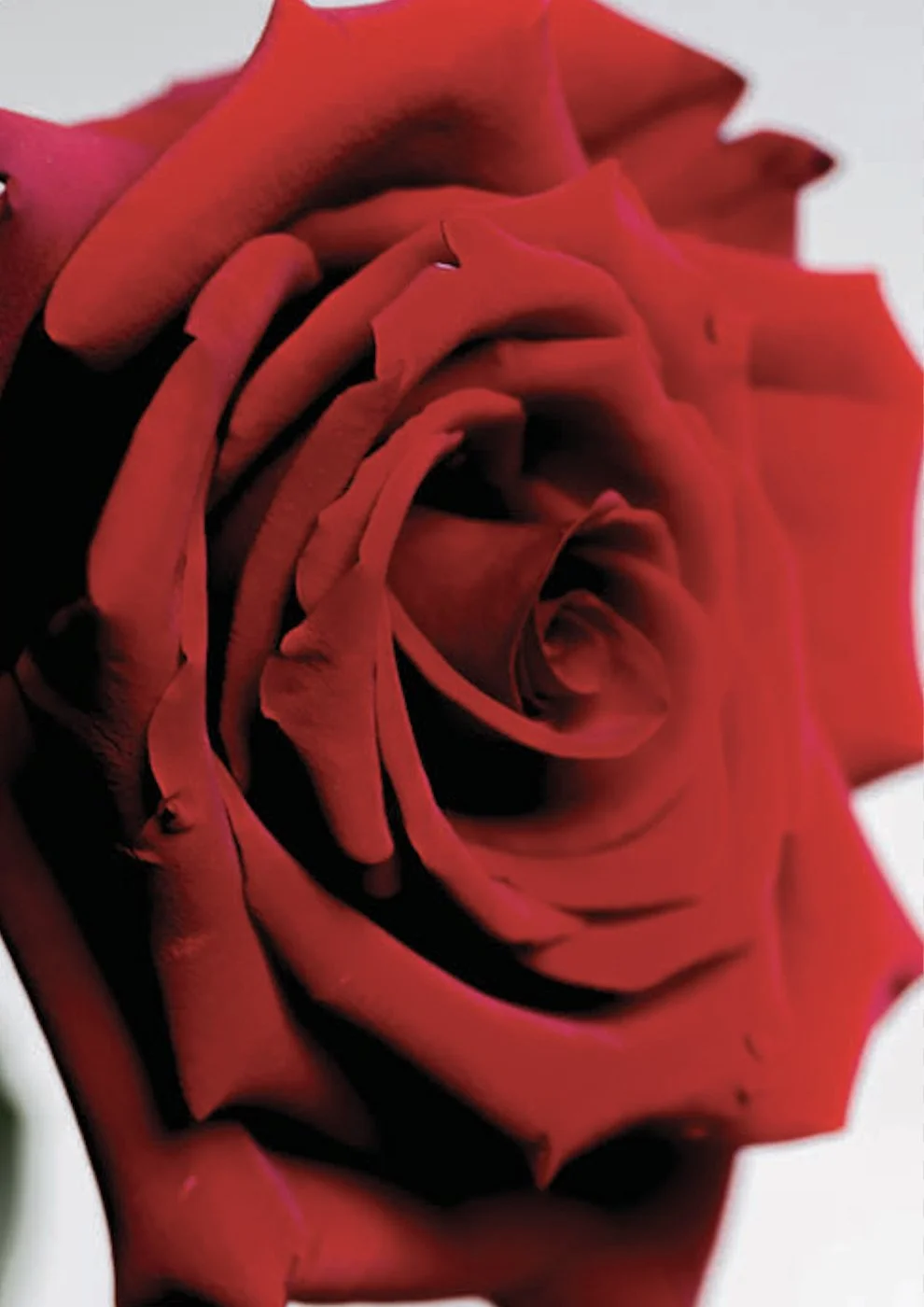 20126 Red Rose
