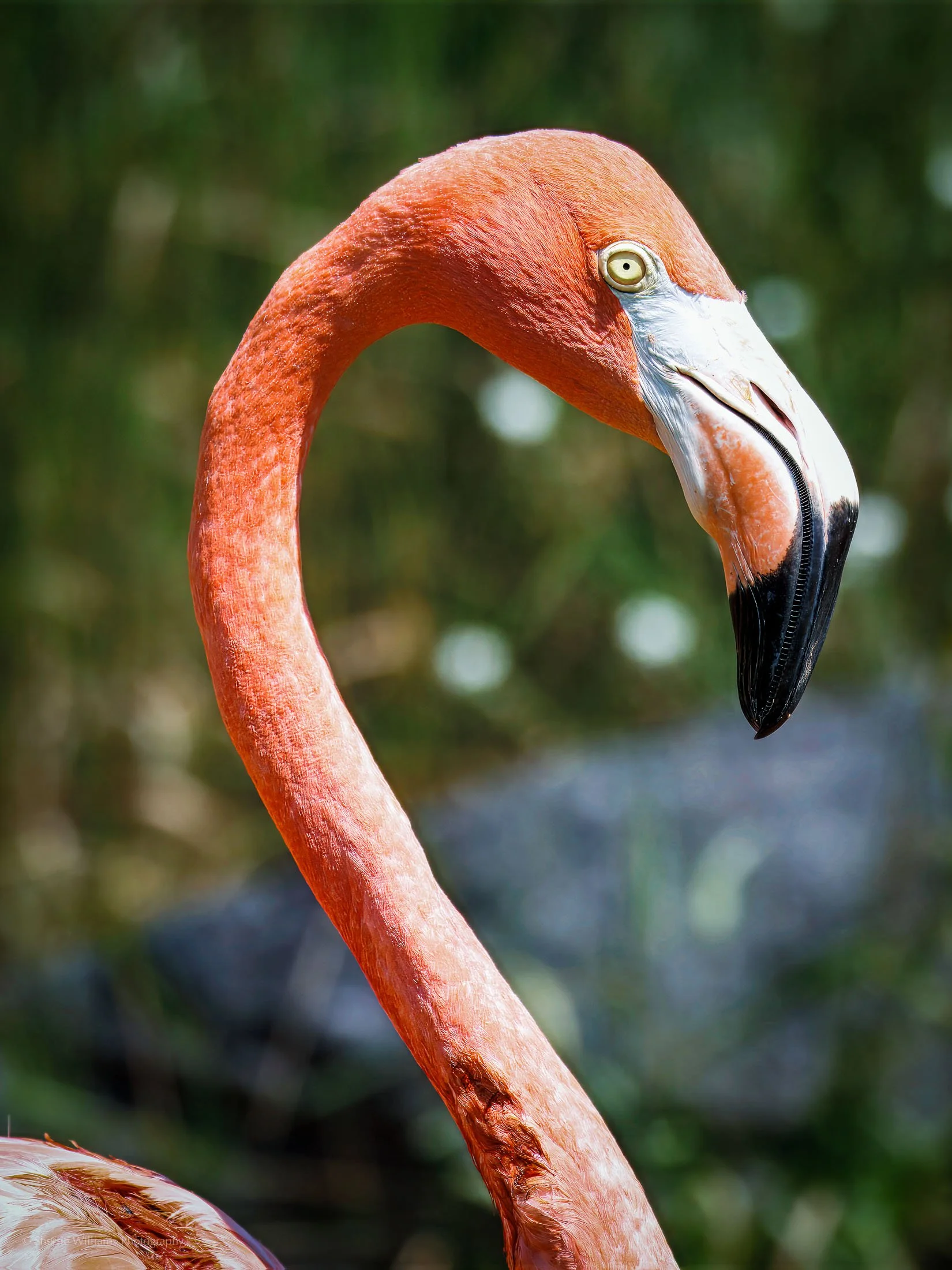 birds SWP- Web -77.jpg