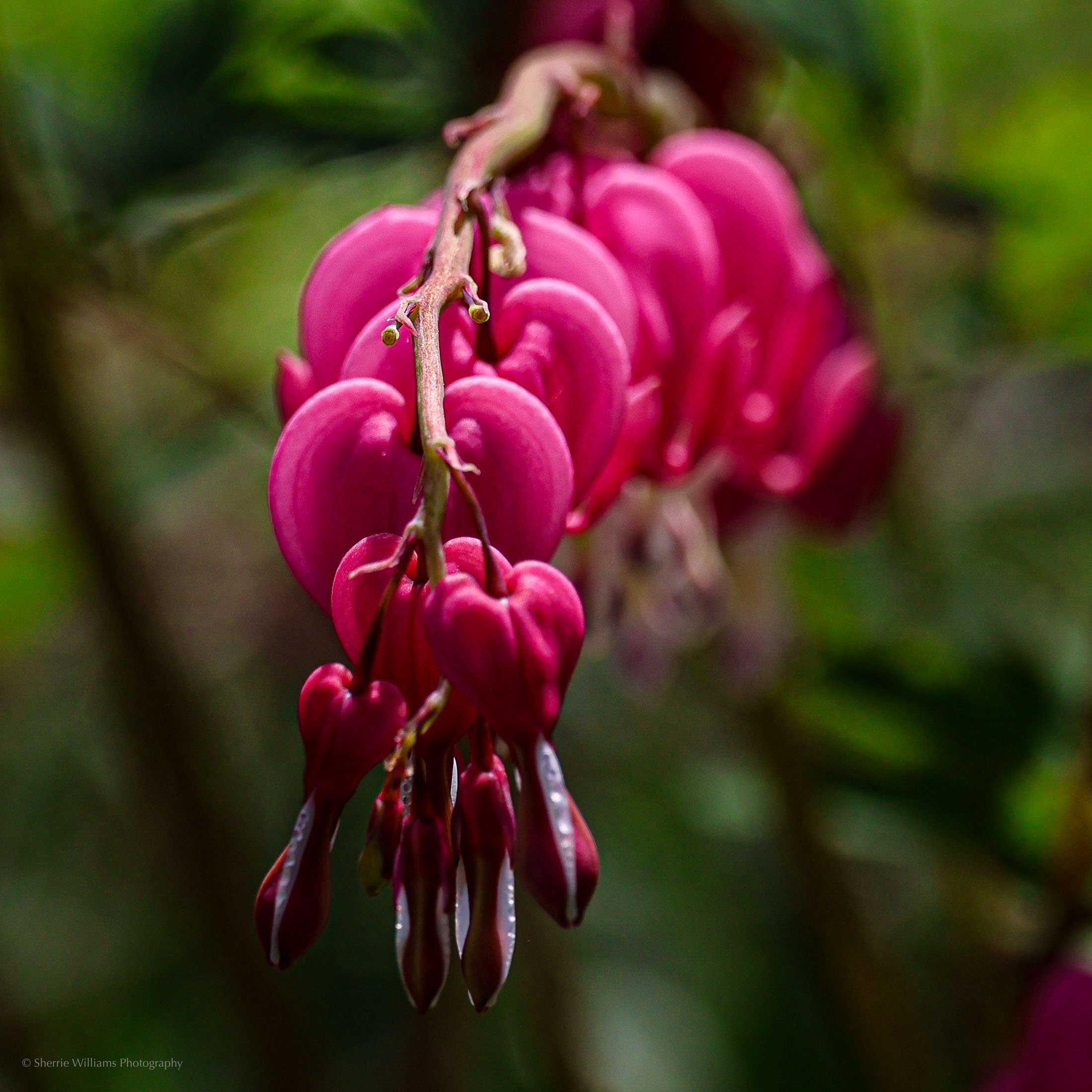 FLORA SWP- Web -93.jpg