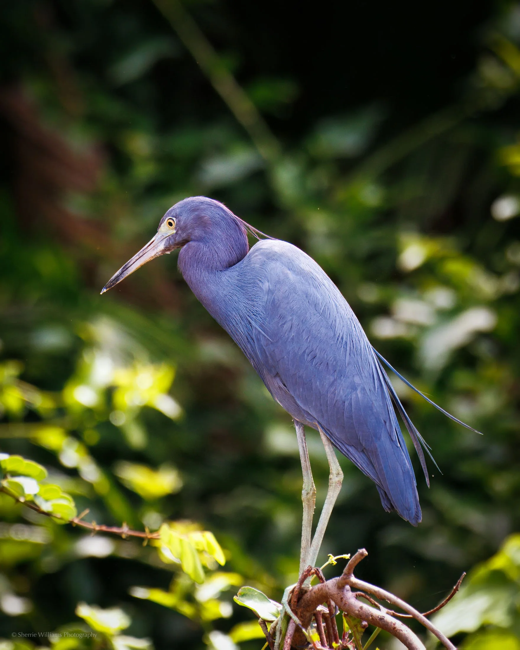 costa rica_web-2.jpg