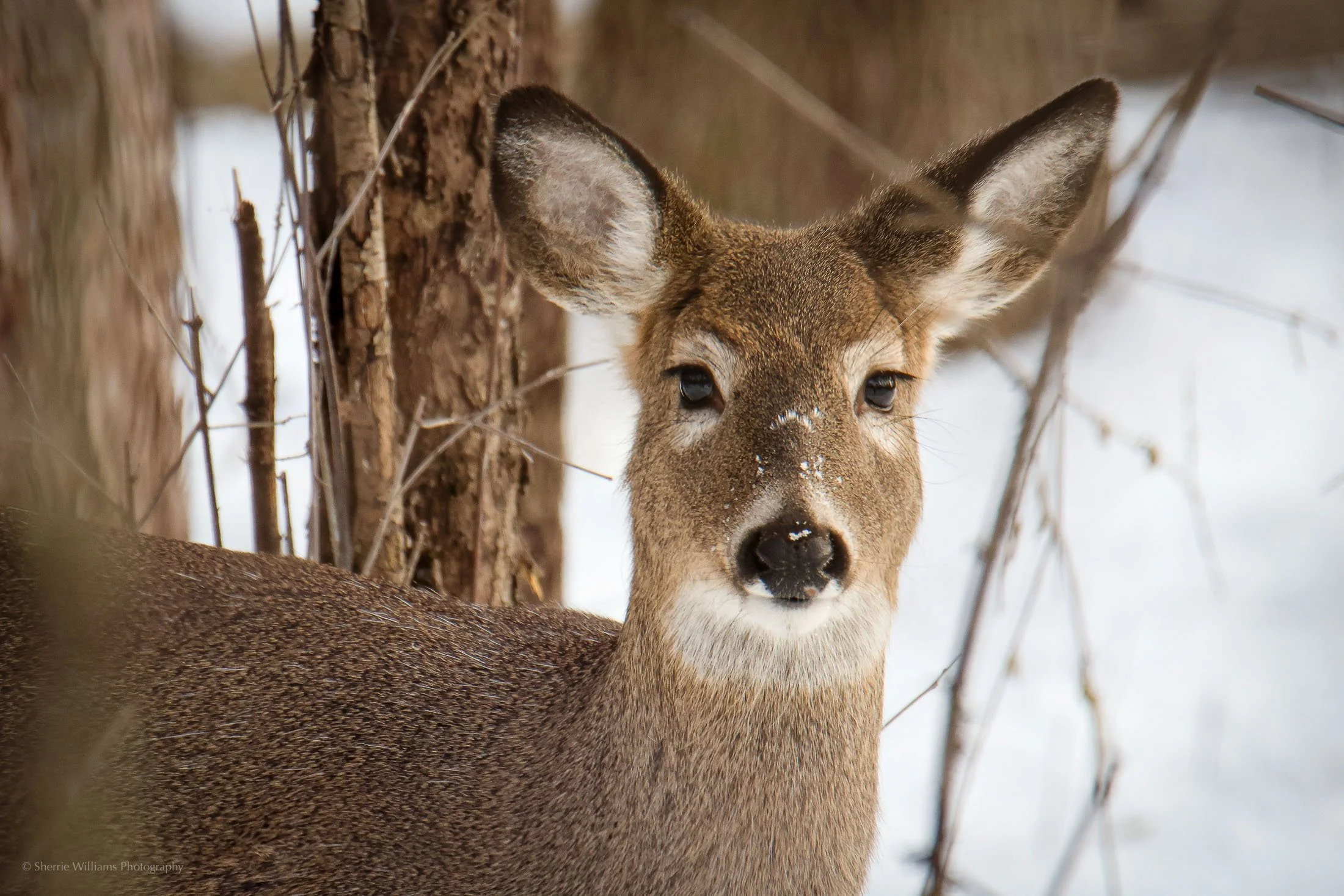wildlife SWP- Web -55.jpg