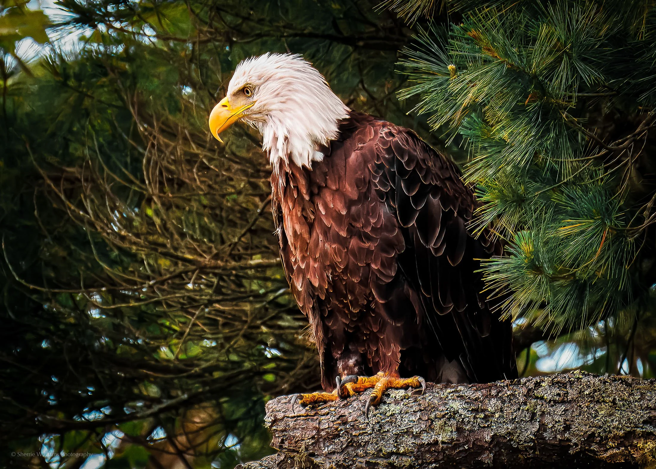 SHERRIE WILLIAMS PHOTOGRAPHY_WEB-08.jpg