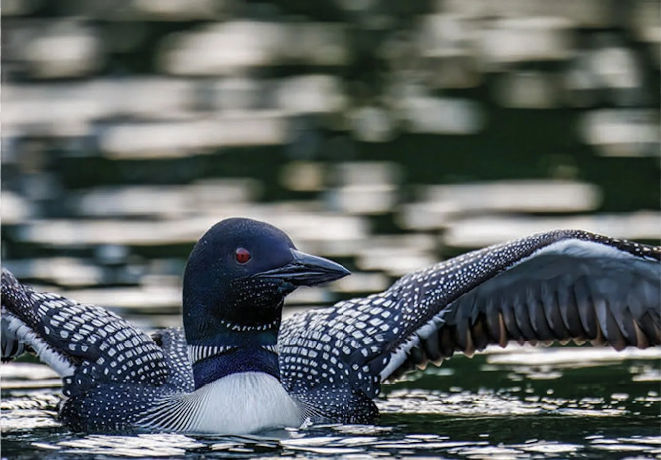 20926 Loon in Flight