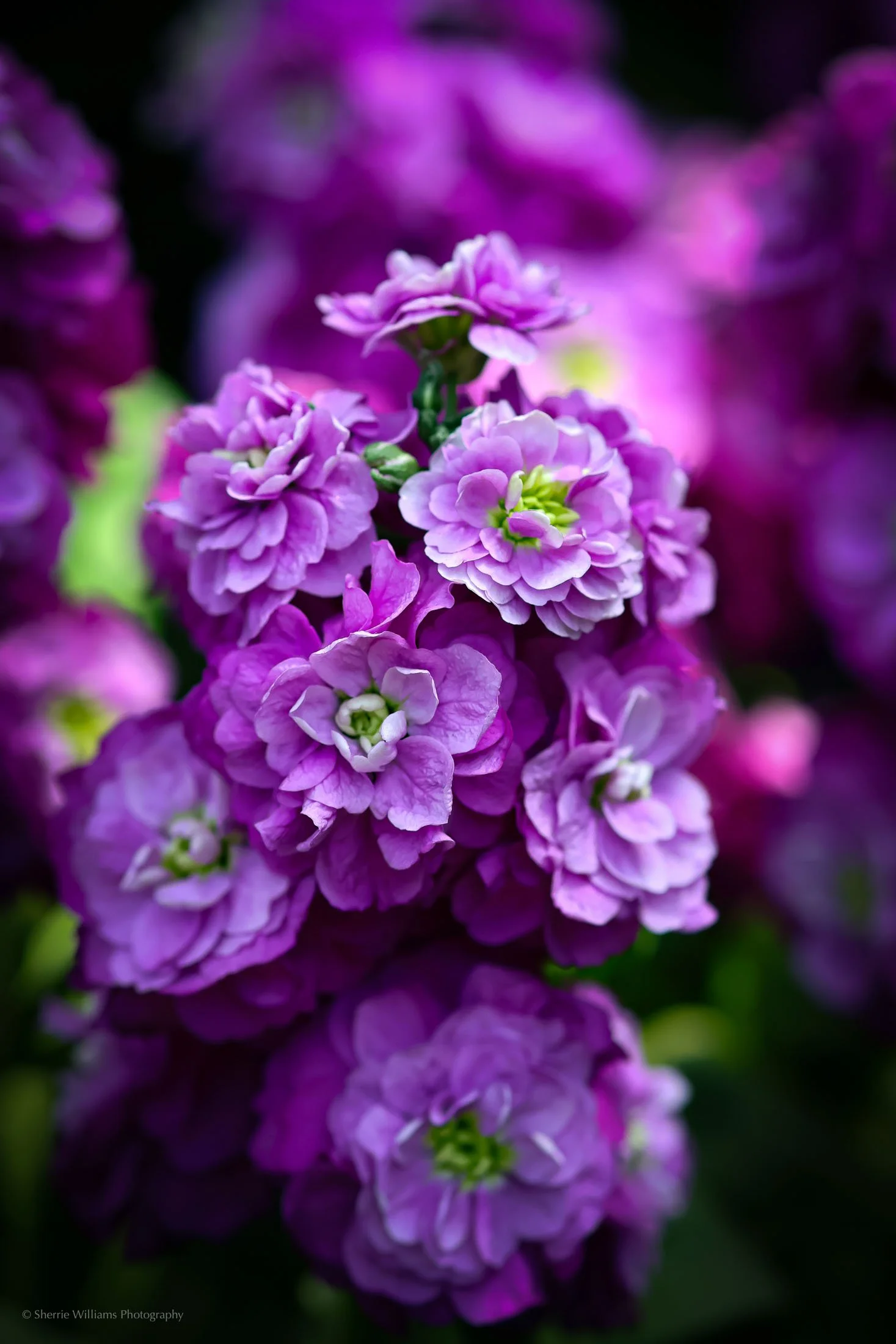flowers SWP- Web -39.jpg