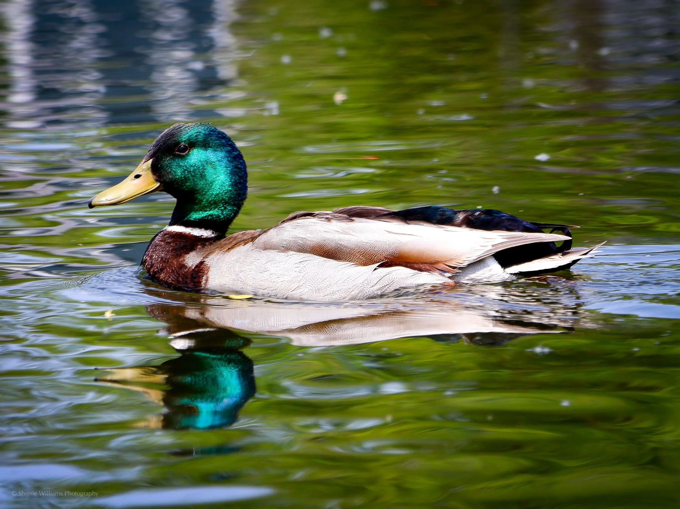 birds SWP- Web -76.jpg