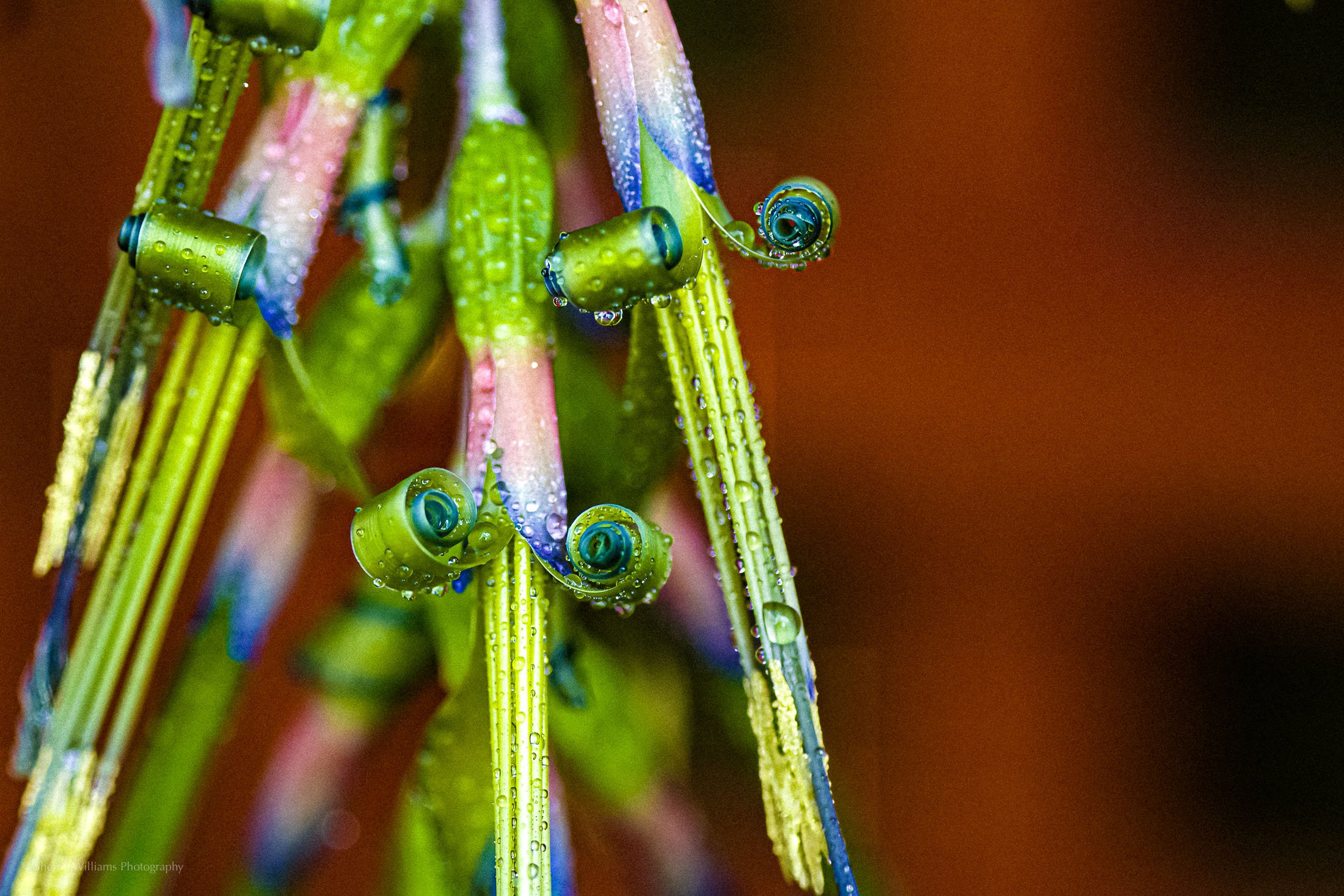 FLORA SWP- Web -96.jpg